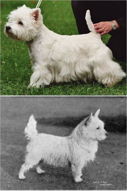 Телефото - изглеждаше като най-популярните породи кучета преди 100 години
