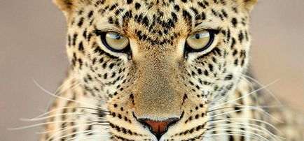 Къде леопарди живеят в дивата природа, всички животни