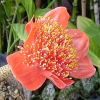 Зюмбюли - засаждане и отглеждане на цветя вкъщи
