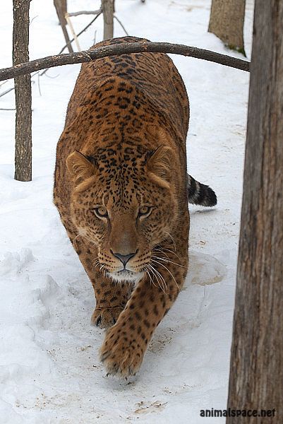 Hybrid котка - новини за животни, редки животни и митични животни (лъвове) Hybrid котка - новини за животни, редки животни и митични животни