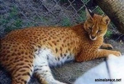 Hybrid котка - новини за животни, редки животни и митични животни