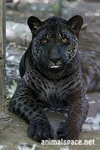 Hybrid котка - новини за животни, редки животни и митични животни (чифтосване) Hybrid котка - новини за животни, редки животни и митични животни