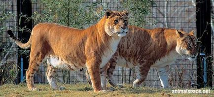 Hybrid котка - новини за животни, редки животни и митични животни (още) Hybrid котка - новини за животни, редки животни и митични животни
