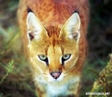 Hybrid котка - новини за животни, редки животни и митични животни (грива) Hybrid котка - новини за животни, редки животни и митични животни