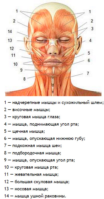 Гимнастика за лицето и шията (видео и фото уроци)