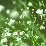 Verdure - снимка, отглеждане и дългосрочни разновидности на дишането на бебето, любими цветя
