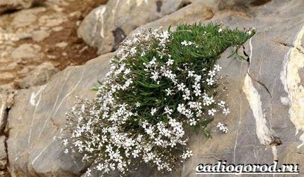 Gypsophila цвете