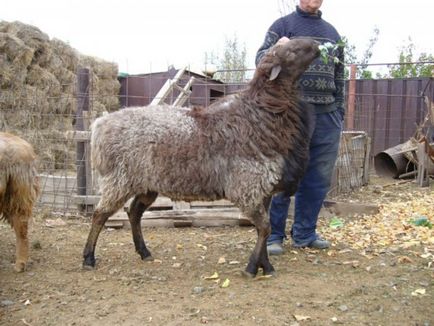Хисар овце порода характеристики, особено за разплод, най-голямата овца в света