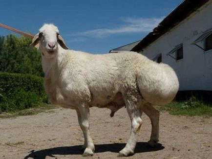 Хисар овце порода характеристики, особено за разплод, най-голямата овца в света