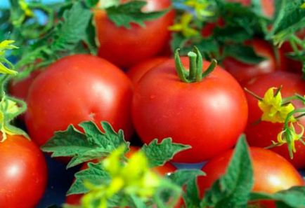 Холандски сортове домати за оранжерии, градинар