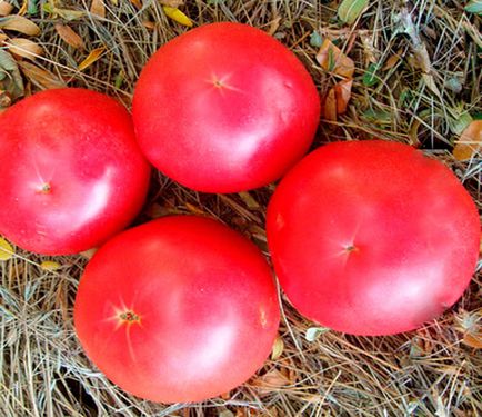 Холандски сортове домати за оранжерии, градинар