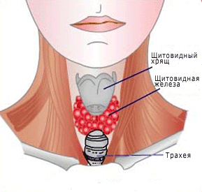 Хормони на щитовидната жлеза симптоми при жените и лечение