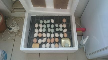 Инструкции за отстраняване на пилетата в инкубатор