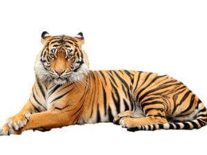 Интересни факти за тигри - прости отговори на сложни въпроси