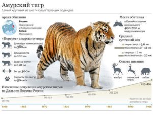 Интересни факти за тигри - прости отговори на сложни въпроси