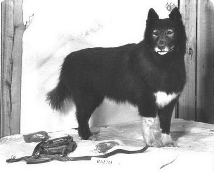Историята на едно смело куче Балто (6 снимки текст)