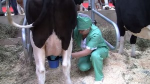 Как се дои крава доилна машина - технология и практика, преглед на видео
