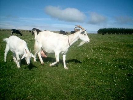 Как се дои коза след агненето, ако се даде възможност да се подходи деца