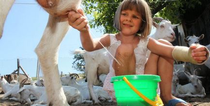 Как се дои коза след агненето, ако се даде възможност да се подходи деца