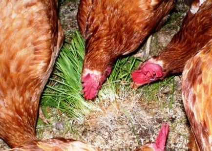 Как и какво да се хранят кокошките носачки у дома през зимата и лятото