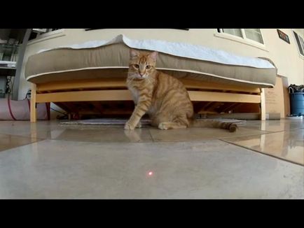 Как се играе с къщата за котка, котка отбелязва от опитен ветеринар