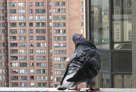 Как да се отървем от гълъби на терасата ефективните начини