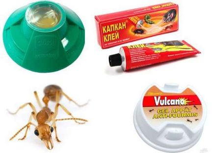 Как да се отървем от мравки в къщата на народни средства за защита за всички съвременни методи