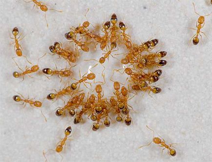 Как да се отървем от мравки в къщата на народни средства за защита за всички съвременни методи