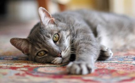 Как да се отървем от най-ефективните методи за миризмата на котка урина