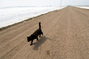 Котки намерят пътя към дома