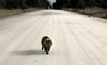 Котки намерят пътя към дома