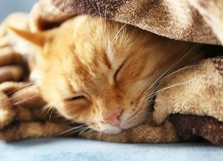 Как за лечение на настинка котка у дома