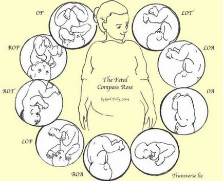 Как да се определи позицията на бебето в корема