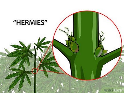 Как да се определи мъжки и женски марихуана растението