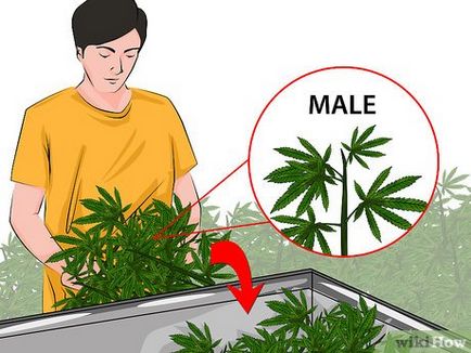 Как да се определи мъжки и женски марихуана растението