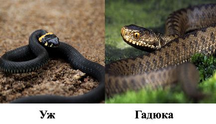 Как да се направи разграничение между змията на снимката на пепелянка и видео