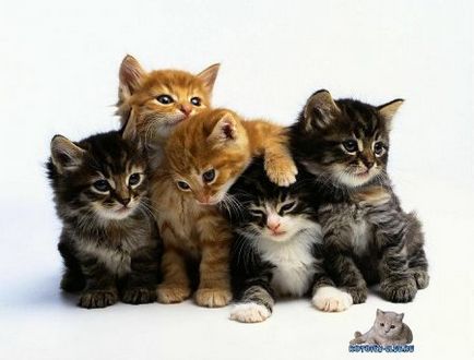 Как да се грижи за сираци котенца, клуб котки