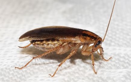 Как да се размножават домашните хлебарки при различни условия