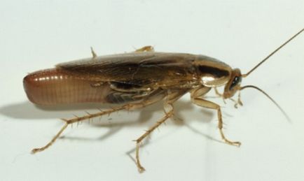 Как да се размножават домашните хлебарки при различни условия
