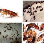 Как да се размножават хлебарки и колко от тях са излюпени от едно яйце