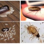 Как да се размножават хлебарки и колко от тях са излюпени от едно яйце