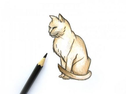 Как да се направи котка постепенно молив