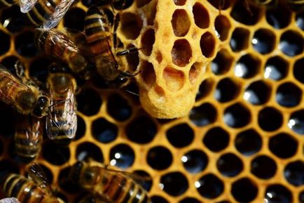 Как да си направим пчелни щамове стъпка по стъпка ръководство