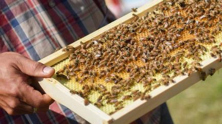Как да си направим пчелни щамове стъпка по стъпка ръководство