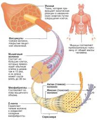 Как да се намали на мускулите (знания - физиология на човека)