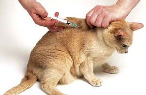 Как да настроите и правилно да се направи котка инжекция интрамускулно