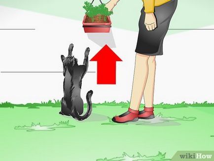 Как да защитим вашите стайни растения от котка