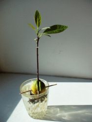 Как да расте едно авокадо от камък 1