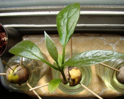 Как да расте едно авокадо от камък в дома, който е плод