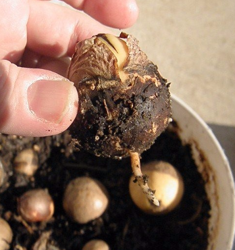 Как да расте едно авокадо от камък у дома инструкции стъпка по стъпка със снимки и видео ревюта